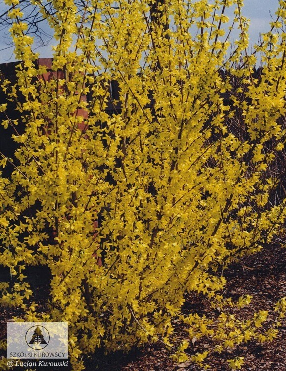 Желтые цветы