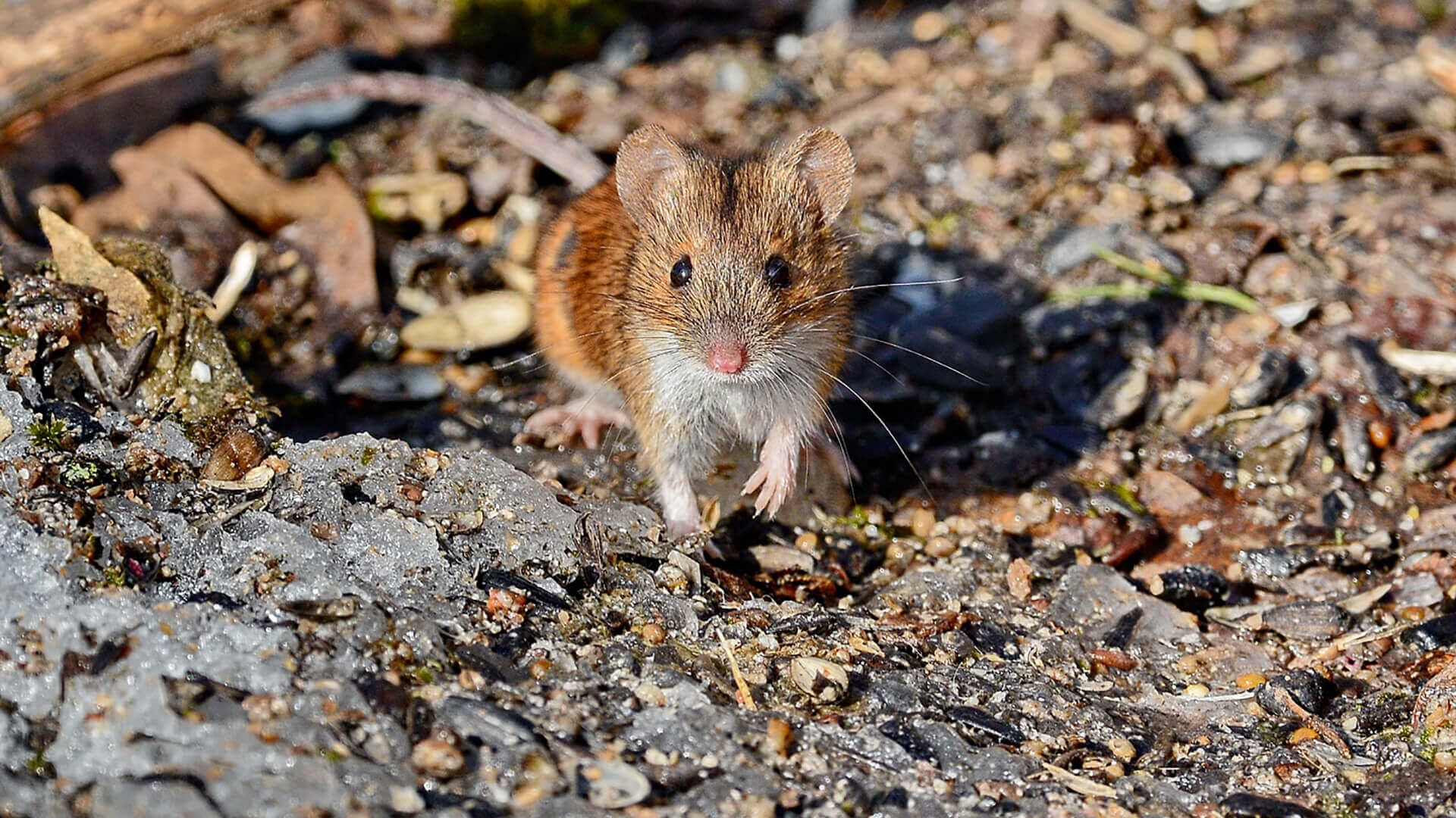 8 гуманных способов, как избавиться от мышей и крыс в дачном доме