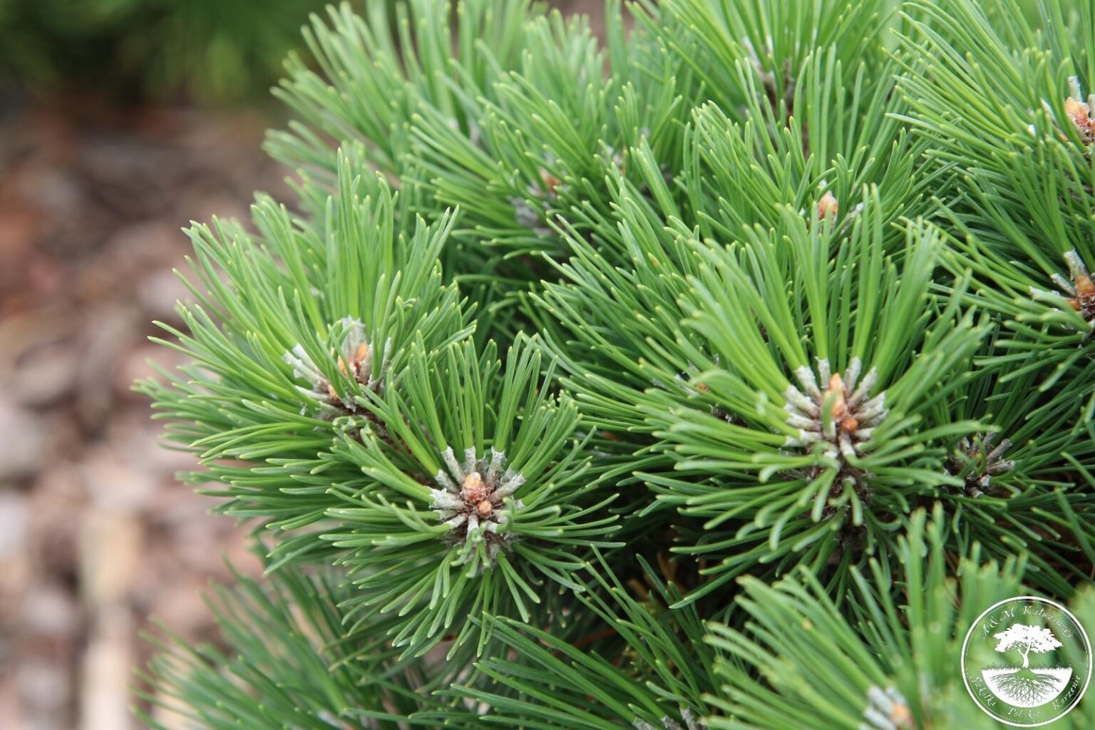 Снять хвойный. Pinus mugo 'Heideperle'. Pinus uncinata 'Heideperle'. Pinus mugo uncinata Heideperle. Сосна Горная хейдперле.